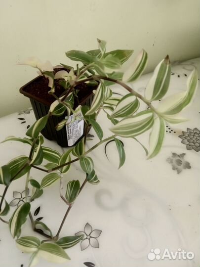 Традесканция