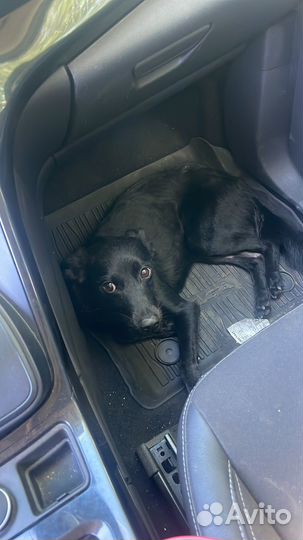 Собака в добрые руки