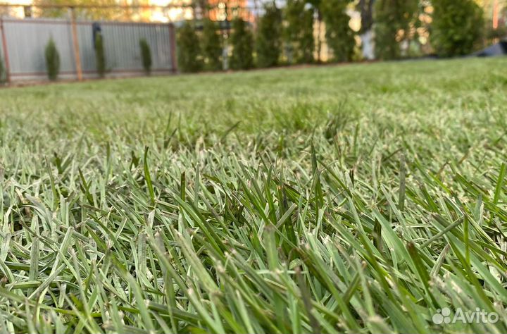 Рулонный газон с укладкой