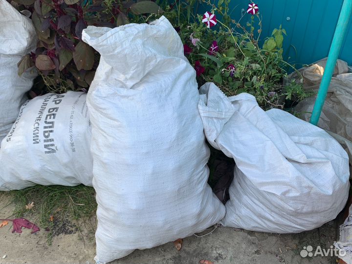 Семенной картофель