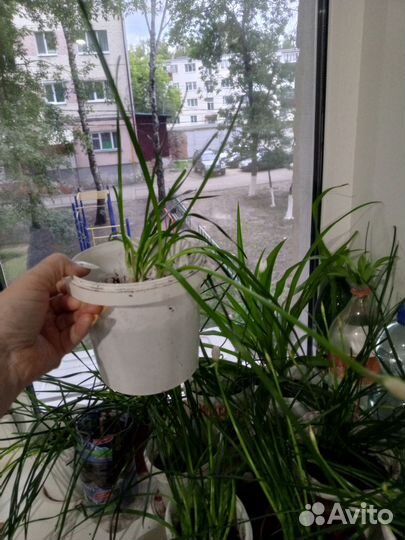 Зефирантес выскочка белая