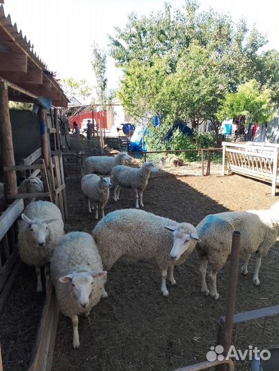 Овцы ягнята