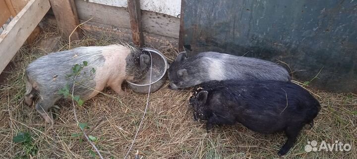 Вьетнамский поросенок