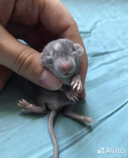 Крысята девочки дамбо от Rat Tail