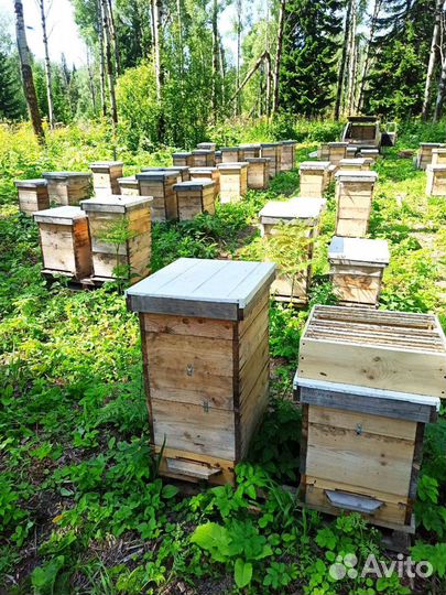 Мёд дягилевый