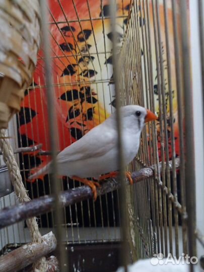 Продам амадину