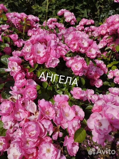 Саженцы роз