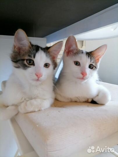 Два братика умные ласковые котики