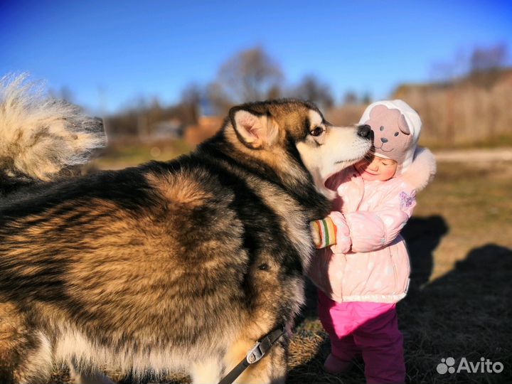 Аляскинский маламут вязка