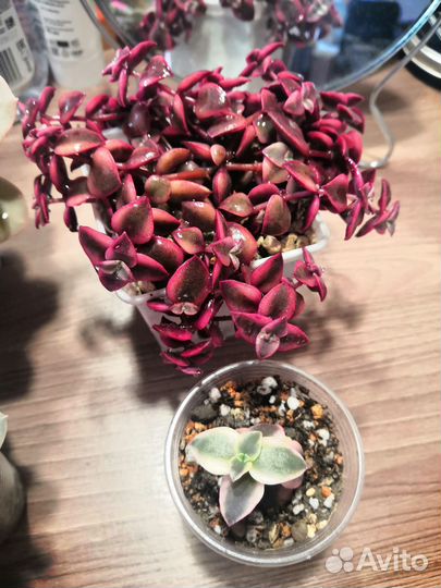 Суккуленты