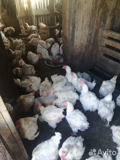 Домашняя Курица / тушка /куриное мясо