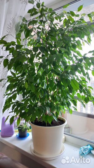 Фикус бенджамина большой
