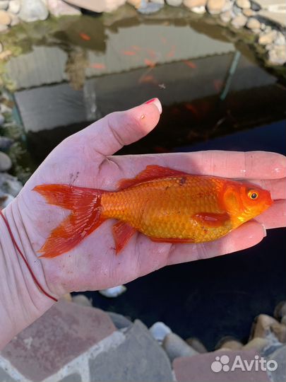 Рыба для пруда