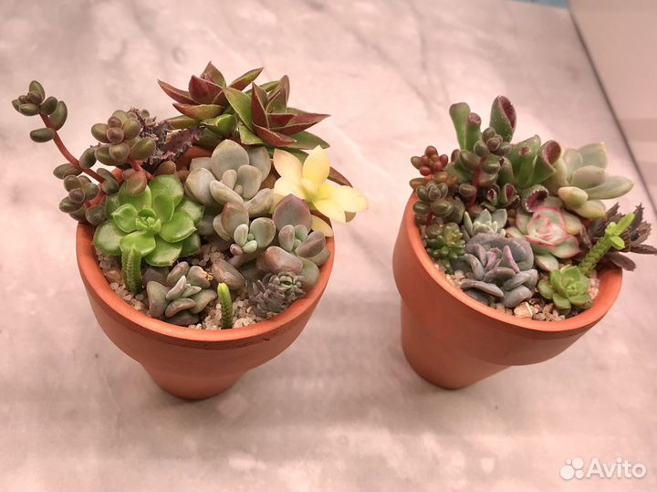 Садики /наборы из суккулентов (10+ видов в каждом)