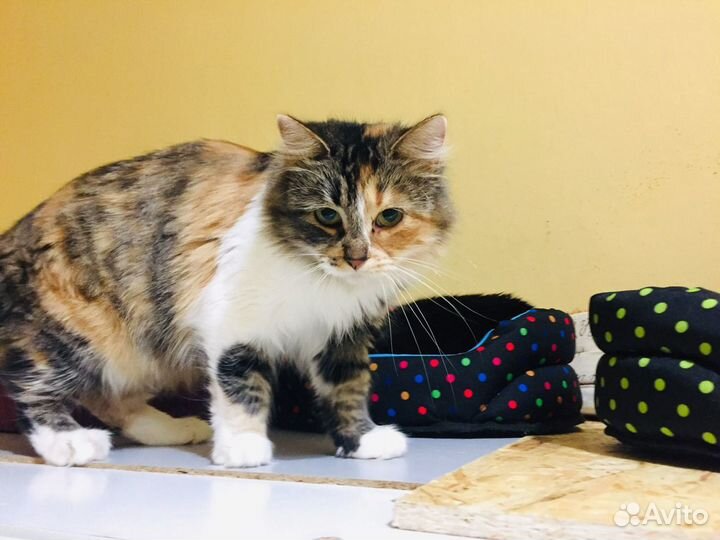 Кошечка Лиса