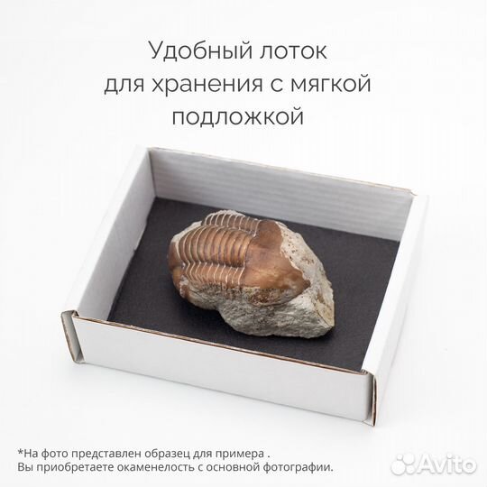 Настоящий трилобит Asaphus sp. - набор «Палеогород