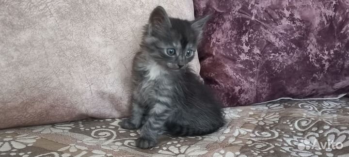 Котята в добрые руки, мальчики