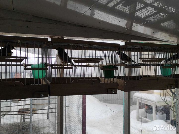 Певчие лесные птицы