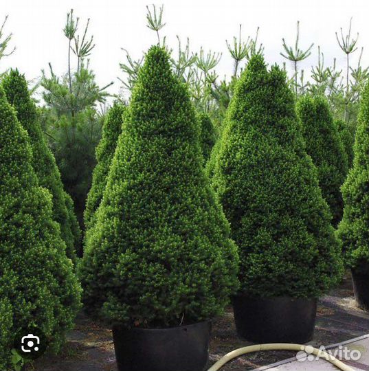 Ель кандская Коника (карликовая)