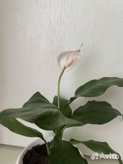 Отличный подарок Цветок Спатифиллум