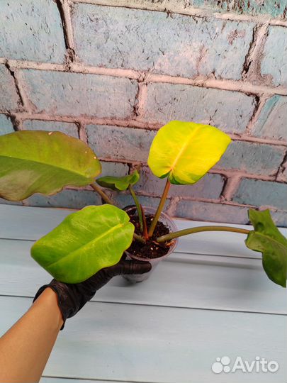 Филодендроны 2