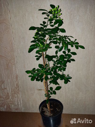 Мурайя метельчатая