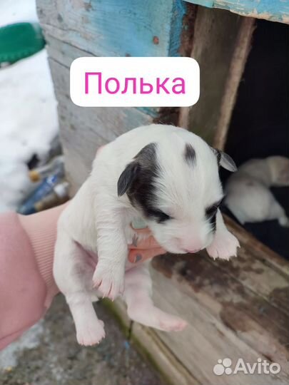 Щенки бесплатно