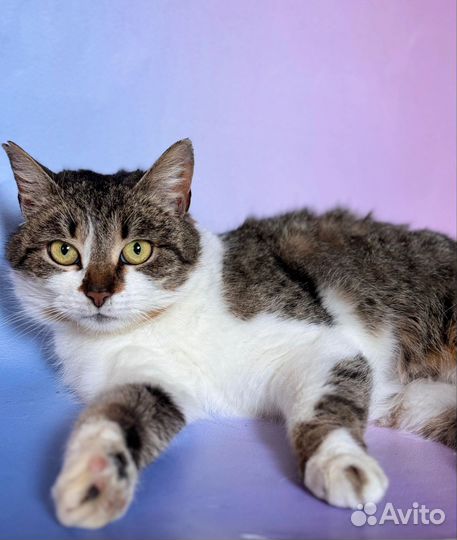 Кошка в дар