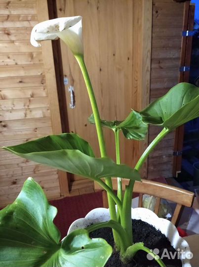 Отросток каллы белой