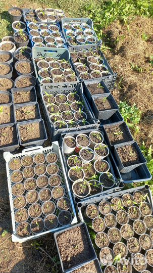 Острый перец рассада