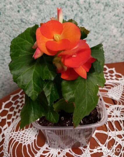 Бегония элатиор