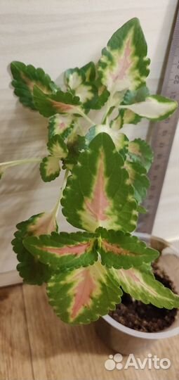 Колеусы, ирга