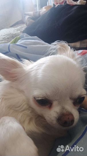 Собака в добрые руки Чихуахуа