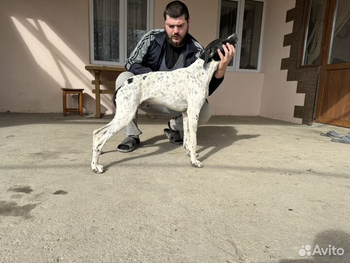 Продаётся пойнтер кобель