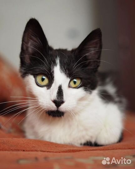 Котята 3 месяца