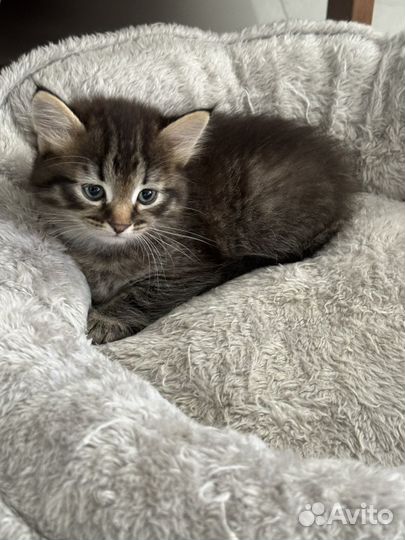 Котенок