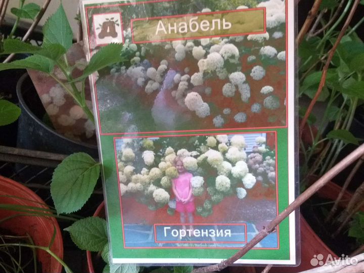 Гортензия крупнолистная саженцы