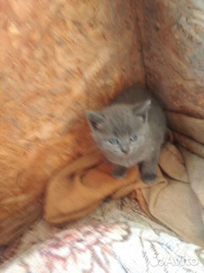 Отдам в добрые руки, вислоухих котят