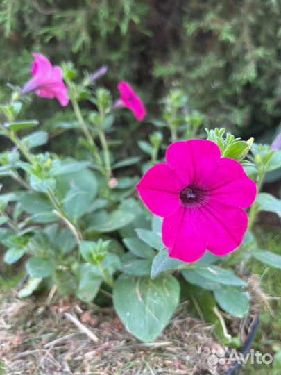 Петуния тайдал парпл в кашпо 5 литров