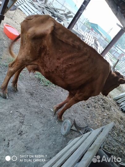 Корова,телята,куры