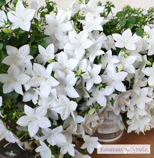 Детки кампанул