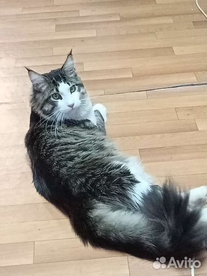 Кот на вязку