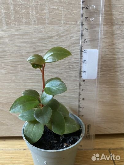 Пеперомия головатая Глабелла