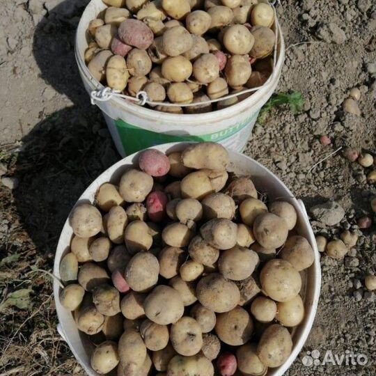 Картофель на корм скоту