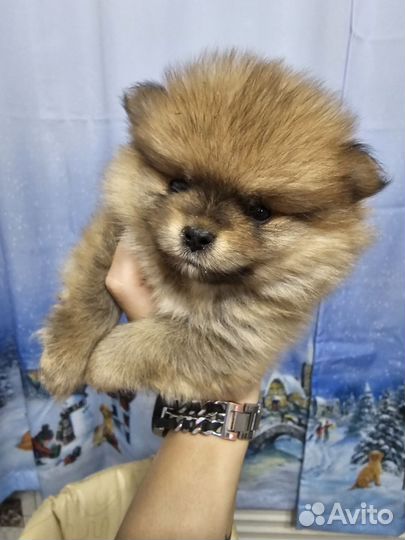 Померанский шпиц