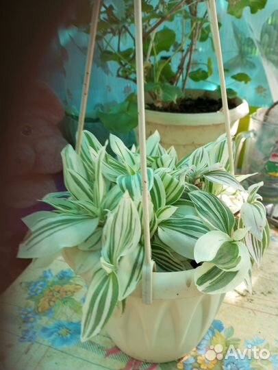 Традесканция белая