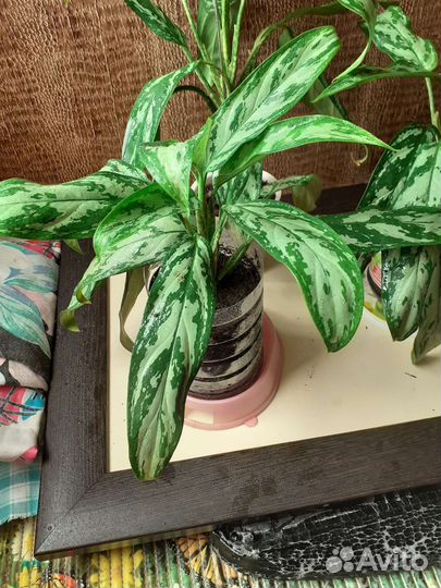 Аглаонема Трейба