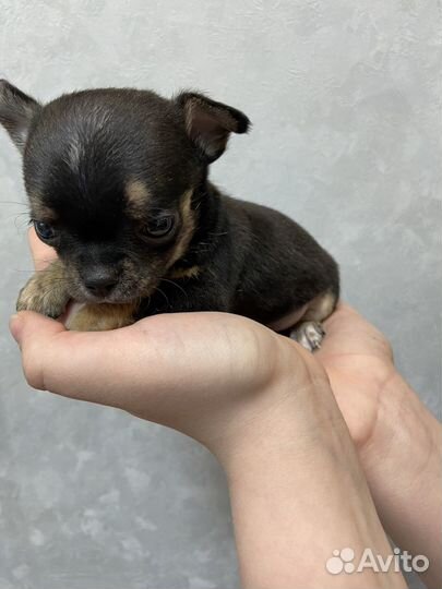 Щенки чихуахуа