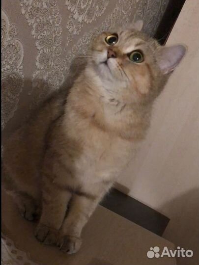 Британская золотая шиншилла