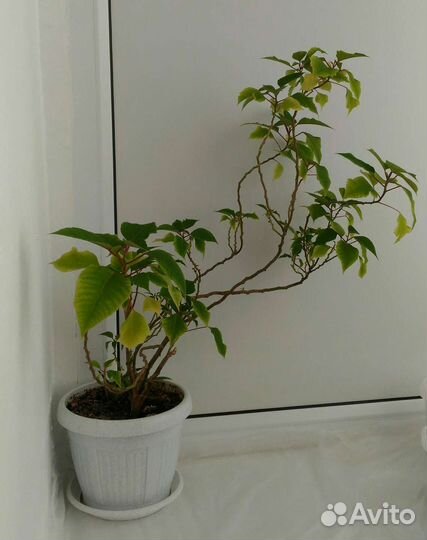 Комнатные растения